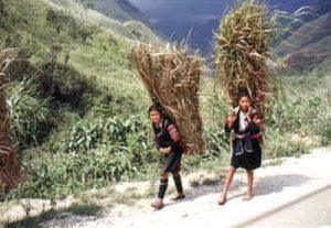 Rural Tai girls carrying cane