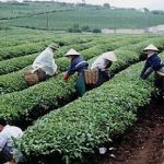 Rural tea pickers