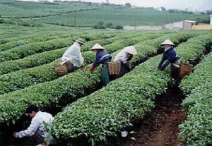 Rural tea pickers
