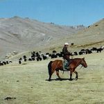 Shepherd on horseback