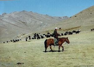 Shepherd on horseback