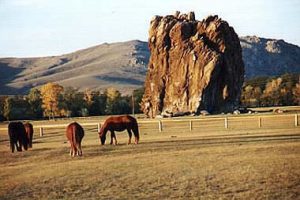 Horses grazing at sunset