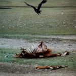 Buzzard and horse carcass