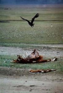 Buzzard and horse carcass