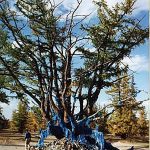 Largest tree in Mongolia