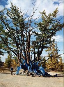 Largest tree in Mongolia