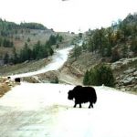 Rural road with yak