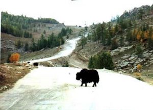 Rural road with yak