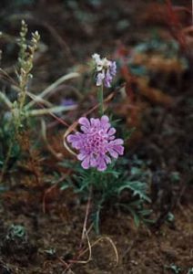 Wild flower