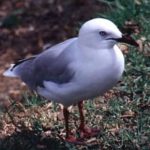 North Island brave gull