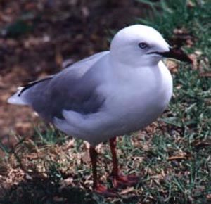 North Island brave gull