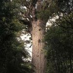Kauri giant tree- almost 1000 years
