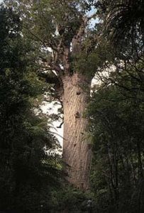 Kauri giant tree- almost 1000 years
