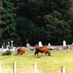 Cows and graves