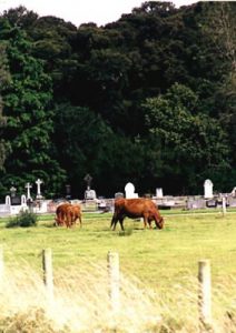 Cows and graves