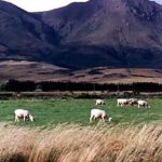 Rural sheep grazing