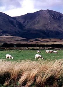 Rural sheep grazing