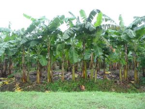 Banana palms