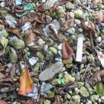 Shoreline stones and trash