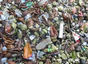 Shoreline stones and trash