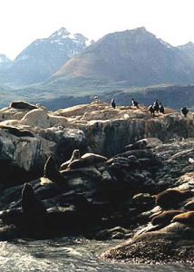 Tierra del Fuego seals & cormorants