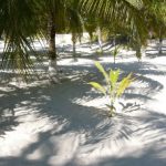 El Paraiso is a little nine-room hotel on the beach