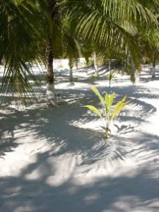 El Paraiso is a little nine-room hotel on the beach