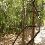 Coba Mayan ruins - the eternal jungle