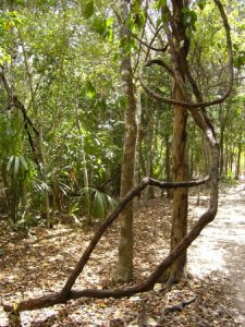 Coba Mayan ruins - the eternal jungle