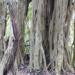 Mexico - Coba Village and Coba Mayan Ruins