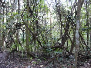 Mexico - Coba Village and Coba Mayan Ruins