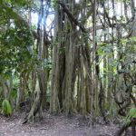 Coba Mayan ruins - the eternal jungle