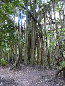 Coba Mayan ruins - the eternal jungle