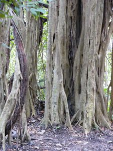 Mexico - Coba Village and Coba Mayan Ruins