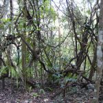 Mexico - Coba Village and Coba Mayan Ruins