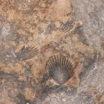 Ek' Balam - close-up of fossils in the stones of