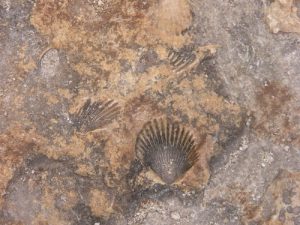 Ek' Balam - close-up of fossils in the stones of