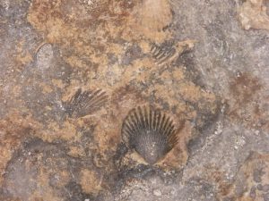 Ek' Balam - close-up of fossils in the stones of