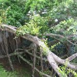 Sprawling banyan tree