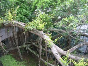 Sprawling banyan tree