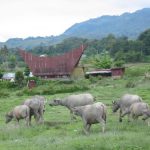 Water buffalo in the hills by
