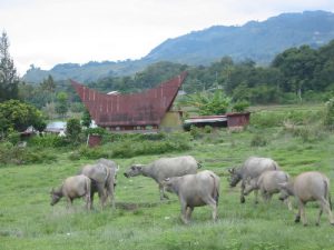 Water buffalo in the hills by