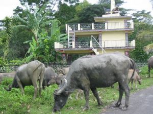 Local road scene