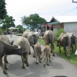 Local traffic