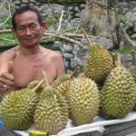 Bukit Lawang - durian