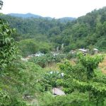 Bukit Lawang - the