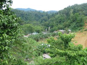 Bukit Lawang - the