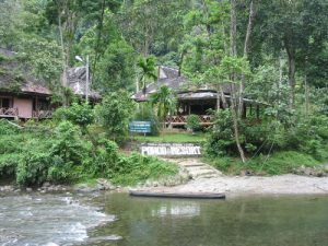 Bukit Lawang - Pongo Resort