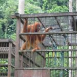 Bukit Lawang -