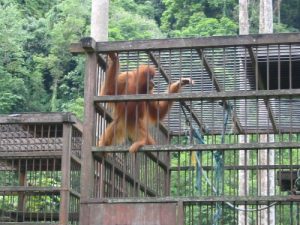 Bukit Lawang -